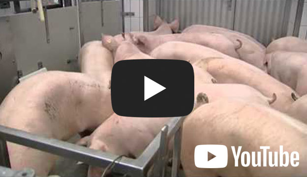 Video: Schlachtung